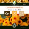 Chrysanthellum - 90 Gélules - L'Herbe aux Fleurs d'Or !