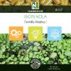 Gotu Kola - 500 Gélules - Centella Asiatica !